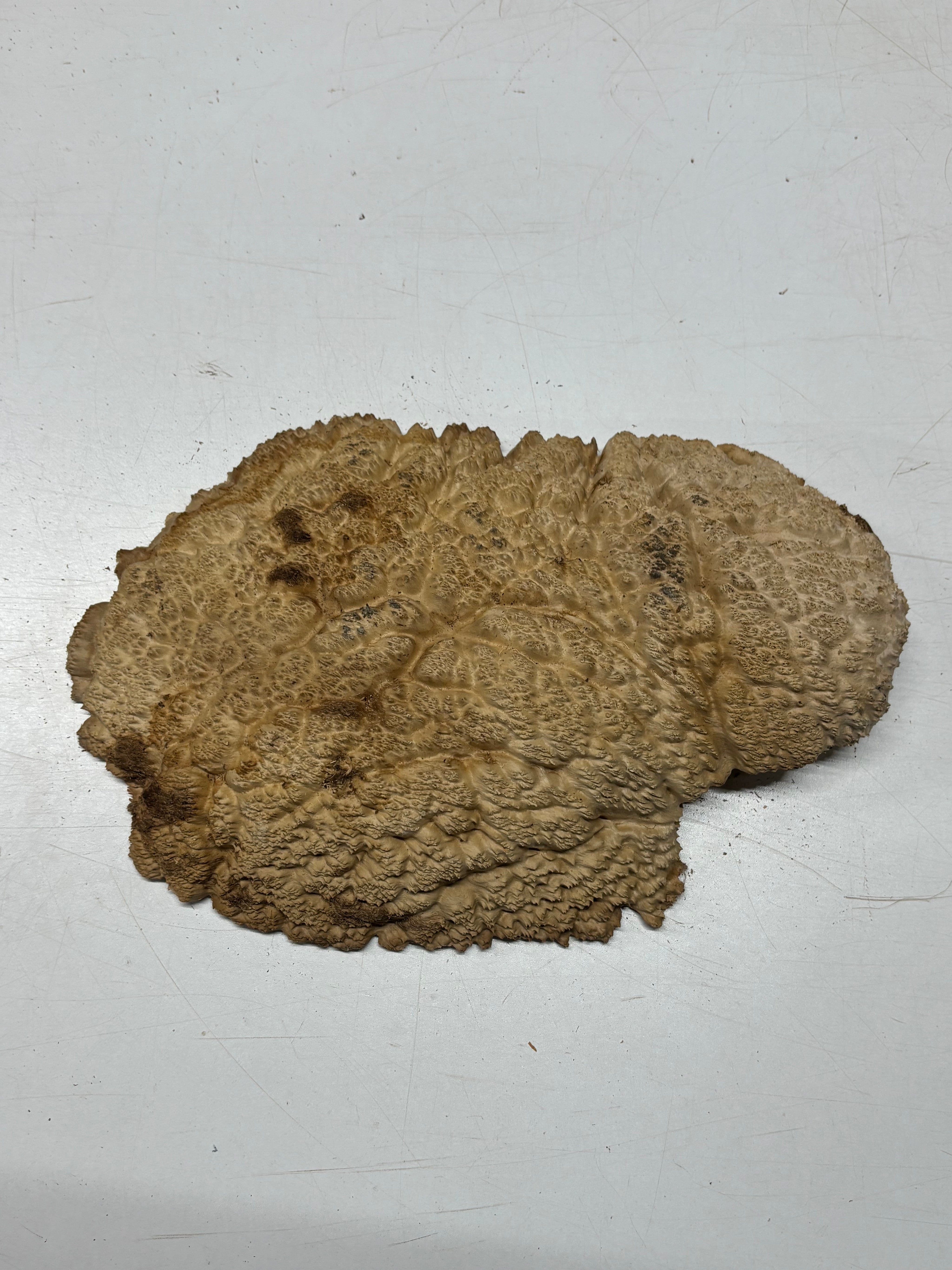 Brown Mallee Burl Cap 14" x 7" x 2" 5.2 Lbs #7065 - Exotic Wood Zone