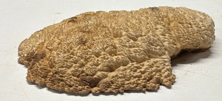 Brown Mallee Burl Cap 14" x 7" x 2" 5.2 Lbs #7065 - Exotic Wood Zone