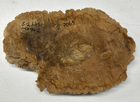 Brown Mallee Burl Cap 14" x 7" x 2" 5.2 Lbs #7065 - Exotic Wood Zone