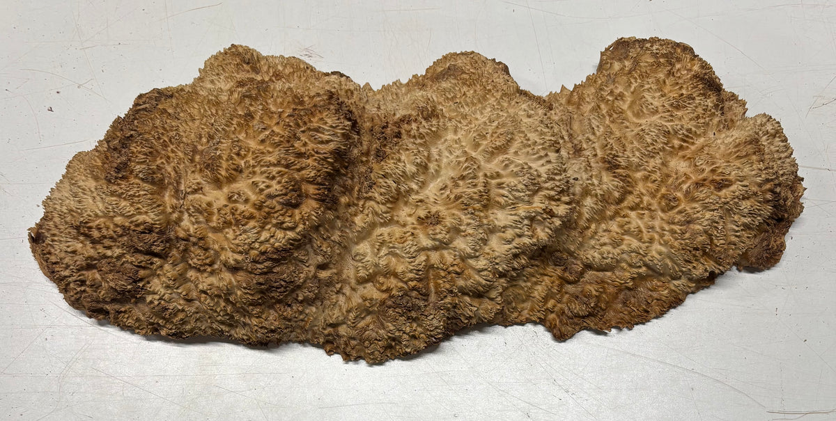 Brown Mallee Burl Cap 19" x 6.5" x 3" 7.9 Lbs #7066 - Exotic Wood Zone