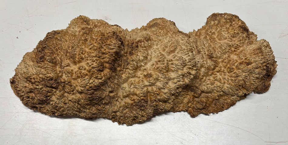 Brown Mallee Burl Cap 19" x 6.5" x 3" 7.9 Lbs #7066 - Exotic Wood Zone