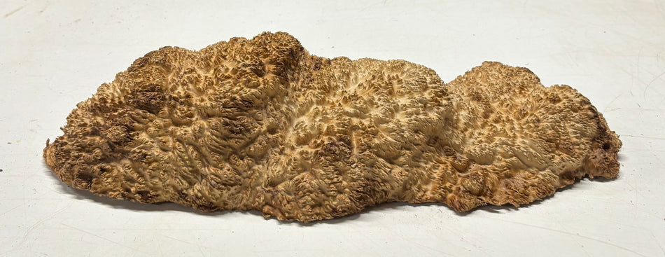Brown Mallee Burl Cap 19" x 6.5" x 3" 7.9 Lbs #7066 - Exotic Wood Zone