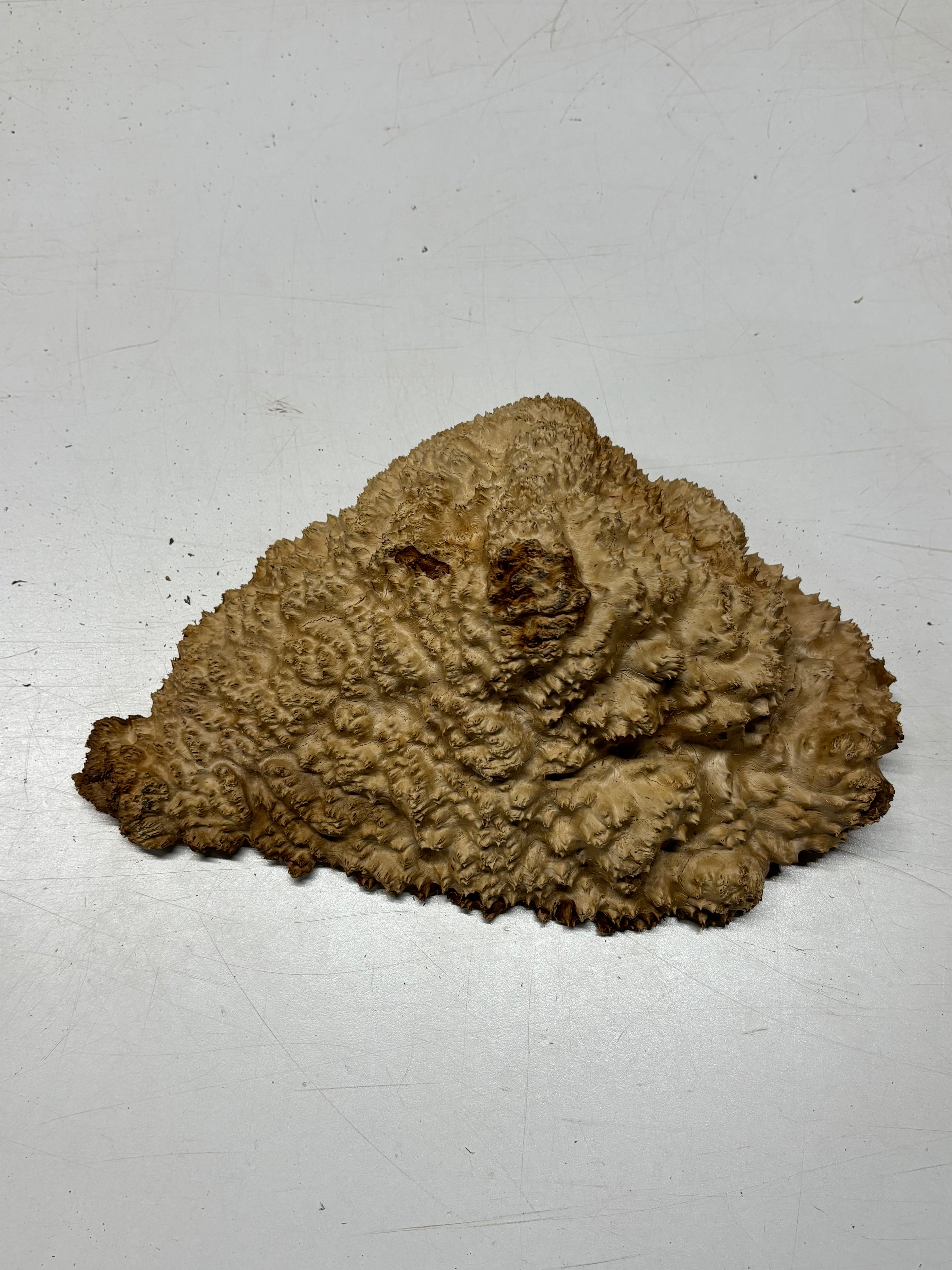 Brown Mallee Burl Cap 11" x 8" x 3" 6.2 Lbs #7067 - Exotic Wood Zone