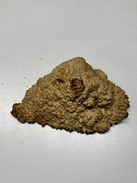 Brown Mallee Burl Cap 11" x 8" x 3" 6.2 Lbs #7067 - Exotic Wood Zone