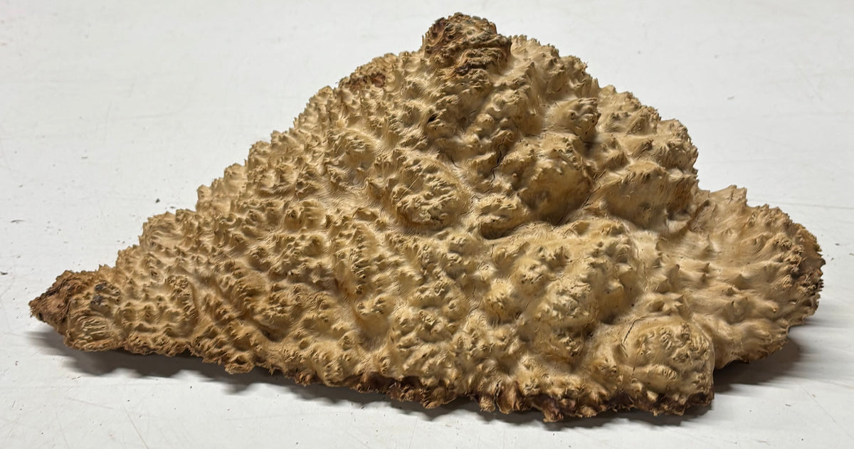 Brown Mallee Burl Cap 11" x 8" x 3" 6.2 Lbs #7067 - Exotic Wood Zone