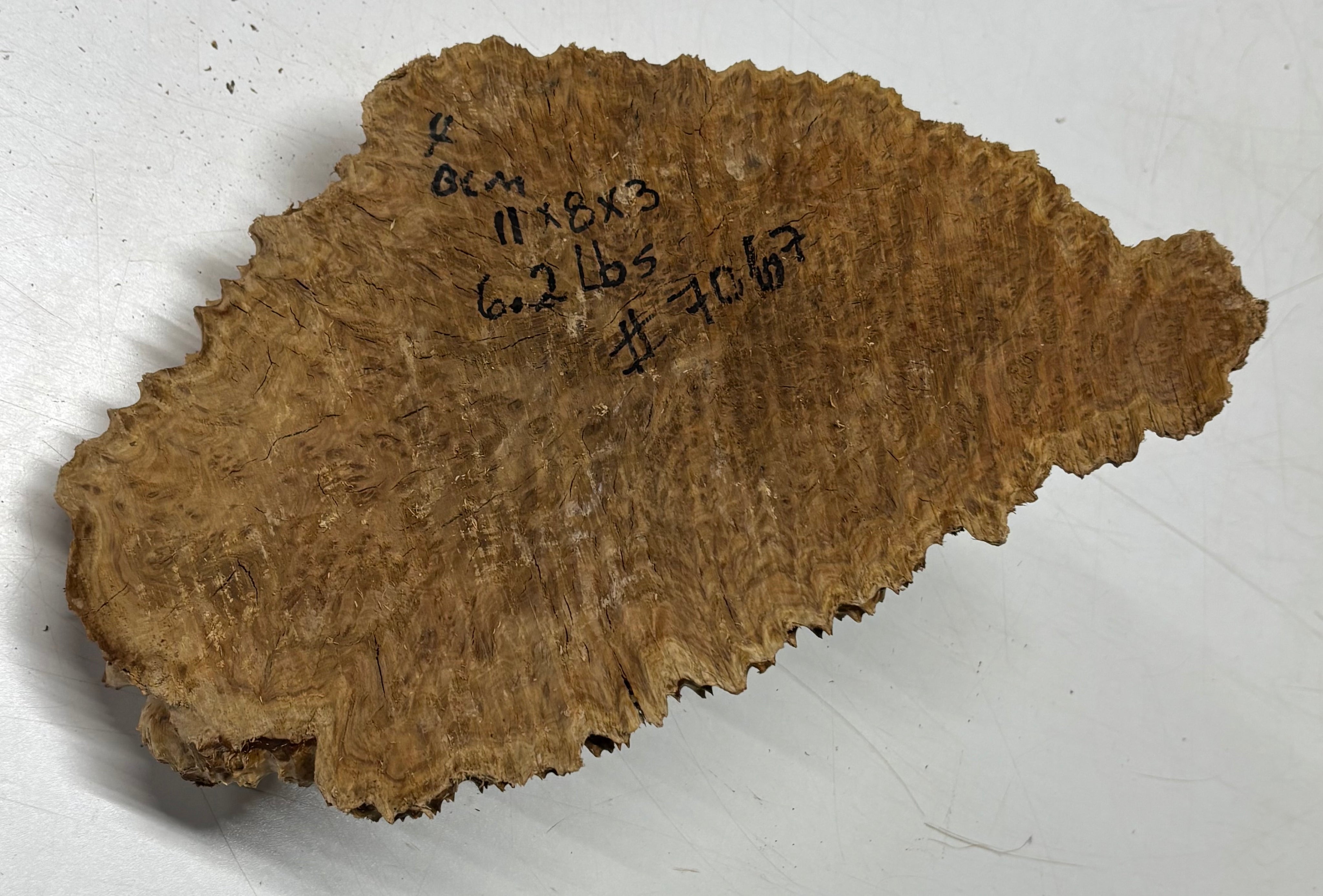 Brown Mallee Burl Cap 11" x 8" x 3" 6.2 Lbs #7067 - Exotic Wood Zone