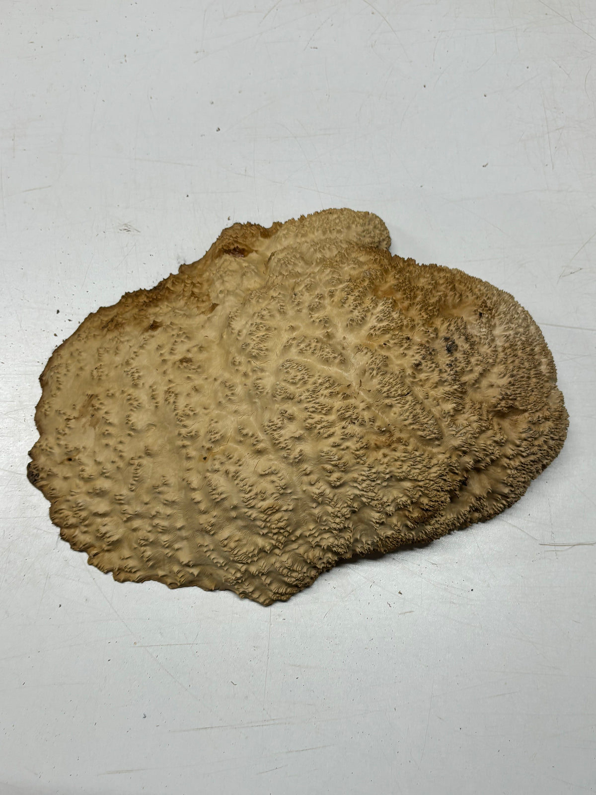 Brown Mallee Burl Cap 13" x 9.5" x 2.5" 8.6 Lbs #7068 - Exotic Wood Zone