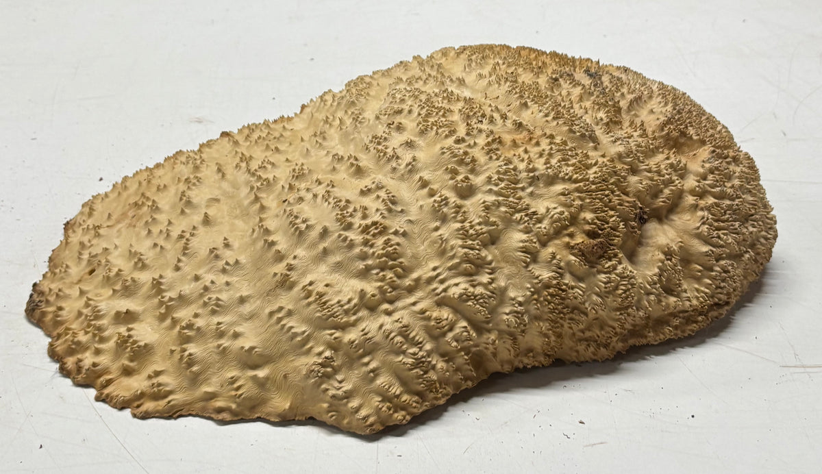 Brown Mallee Burl Cap 13" x 9.5" x 2.5" 8.6 Lbs #7068 - Exotic Wood Zone