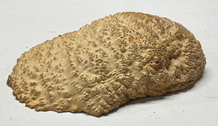 Brown Mallee Burl Cap 13" x 9.5" x 2.5" 8.6 Lbs #7068 - Exotic Wood Zone