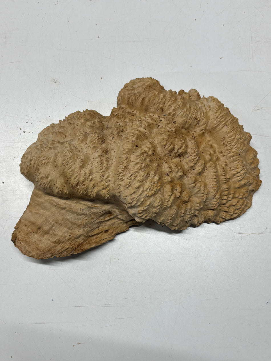 Brown Mallee Burl Cap 14" x 9" x 3.5" 7.95 Lbs #7069 - Exotic Wood Zone