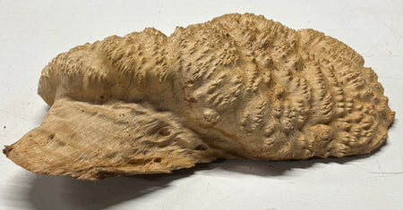 Brown Mallee Burl Cap 14" x 9" x 3.5" 7.95 Lbs #7069 - Exotic Wood Zone