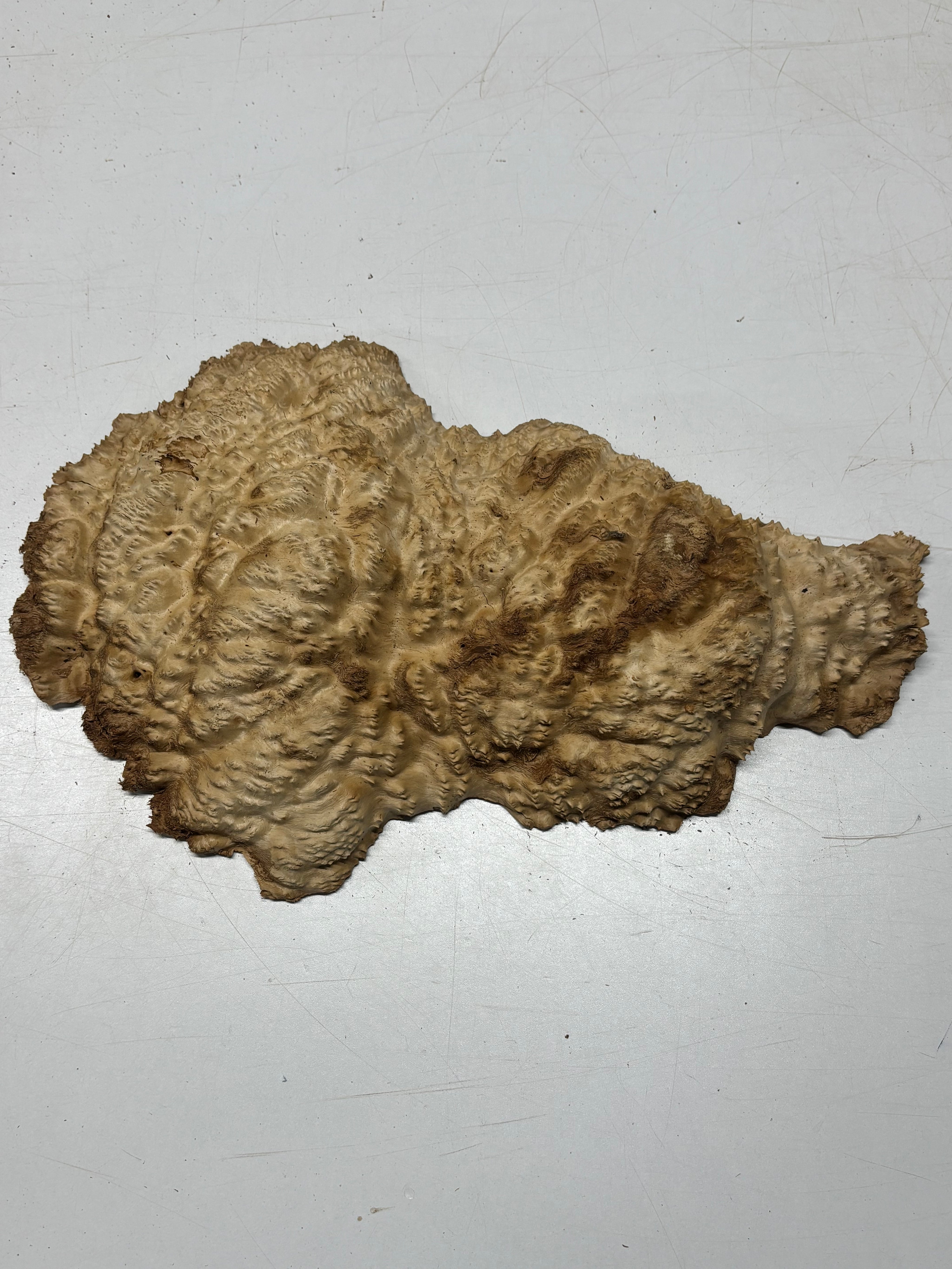 Brown Mallee Burl Cap 18" x 7.5" x 2" 8.25 Lbs #7070 - Exotic Wood Zone