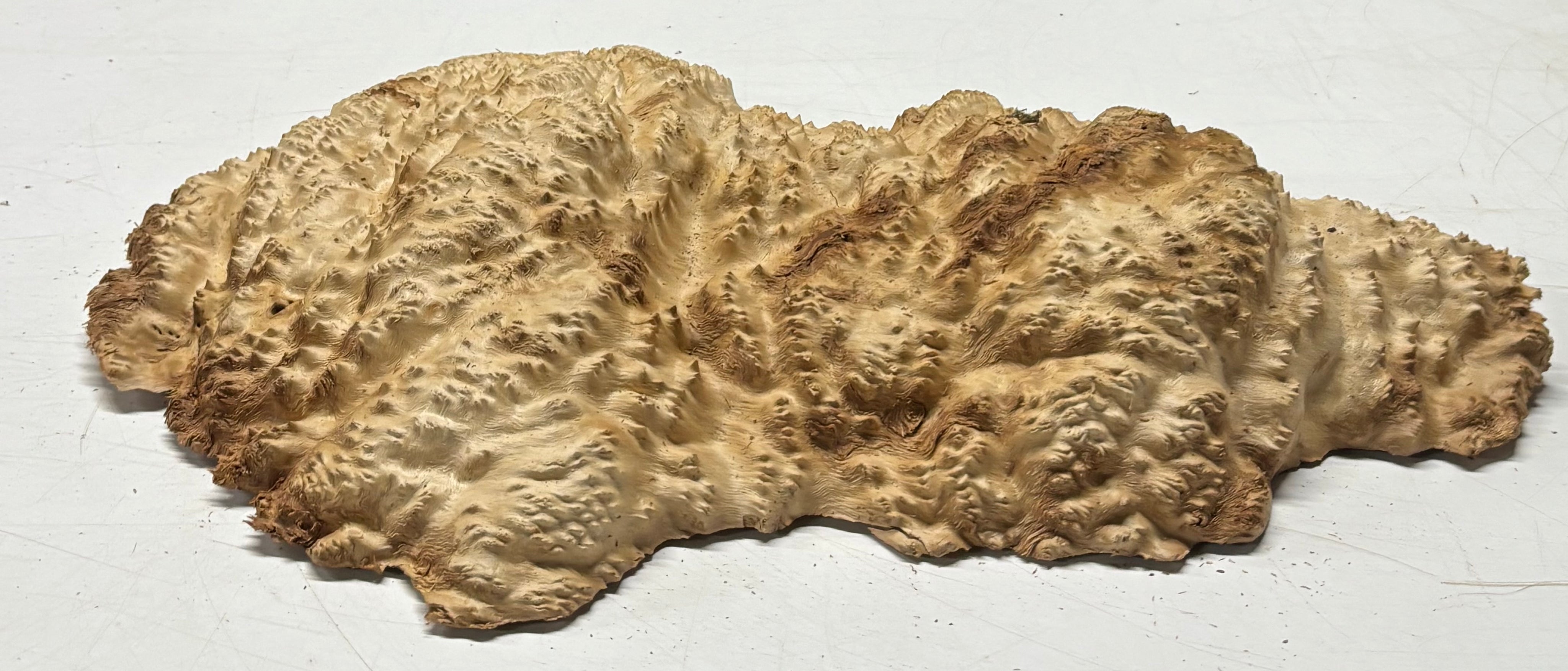 Brown Mallee Burl Cap 18" x 7.5" x 2" 8.25 Lbs #7070 - Exotic Wood Zone