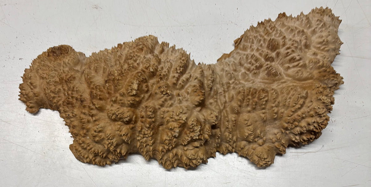 Brown Mallee Burl Cap 18" x 5" x 2" 7.65 Lbs #7071 - Exotic Wood Zone