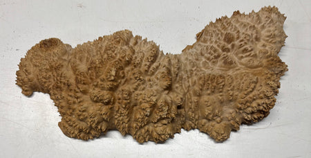 Brown Mallee Burl Cap 18" x 5" x 2" 7.65 Lbs #7071 - Exotic Wood Zone