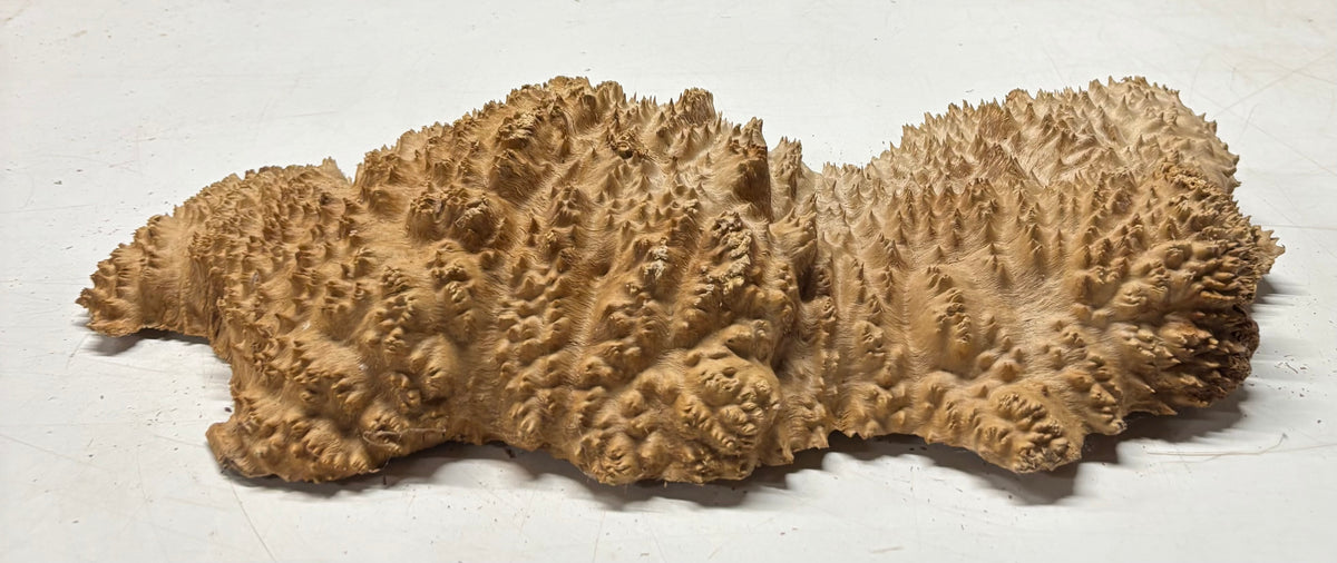 Brown Mallee Burl Cap 18" x 5" x 2" 7.65 Lbs #7071 - Exotic Wood Zone