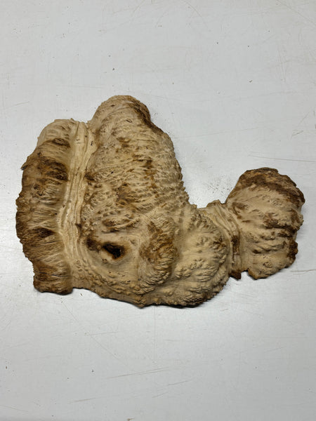 Brown Mallee Burl Cap 15" x 10" x 3" 5.4 Lbs #7072 - Exotic Wood Zone