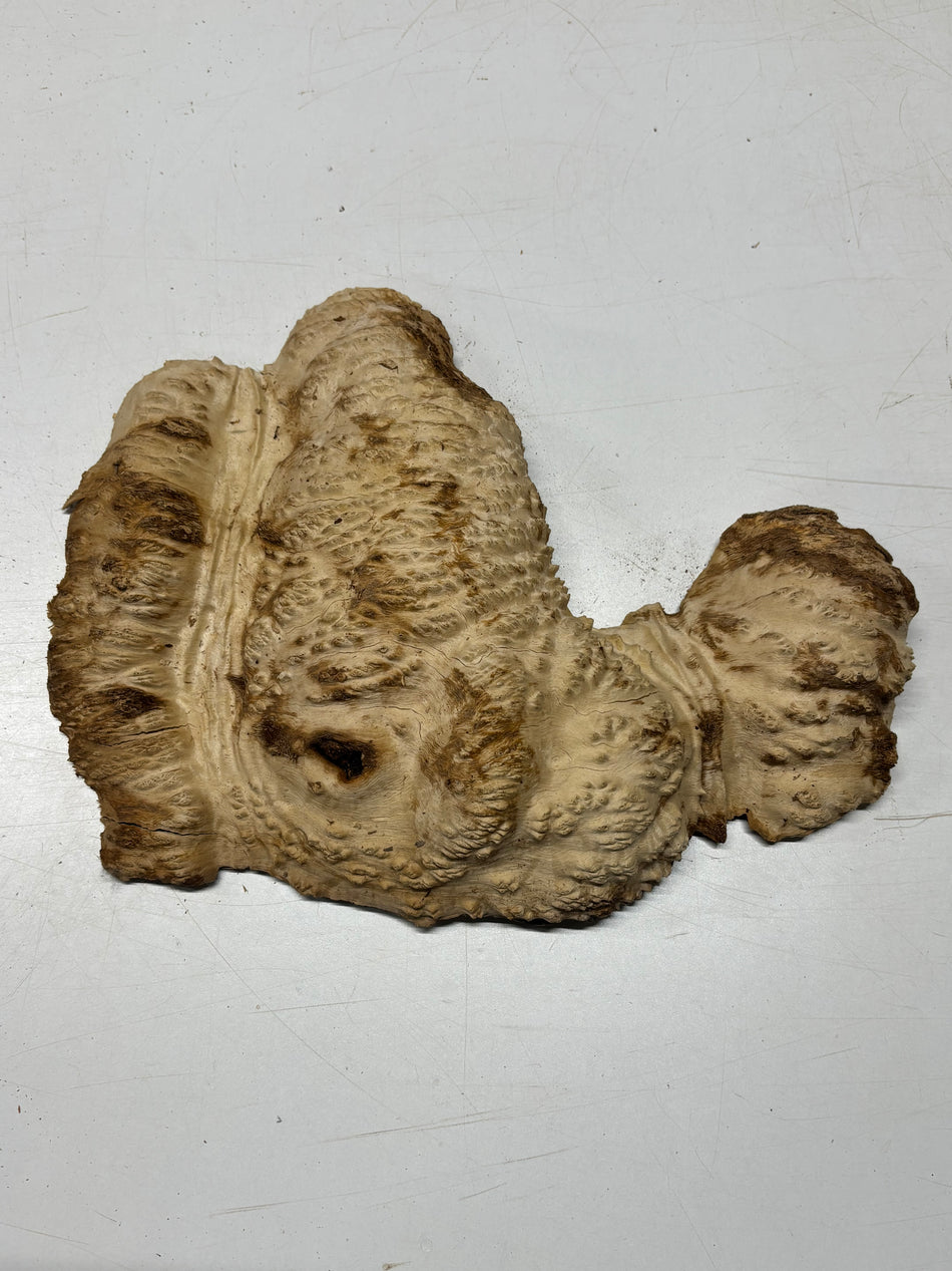 Brown Mallee Burl Cap 15" x 10" x 3" 5.4 Lbs #7072 - Exotic Wood Zone