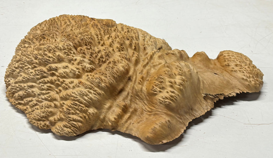 Brown Mallee Burl Cap 16" x 8" x 3" 8.5 Lbs #7073 - Exotic Wood Zone