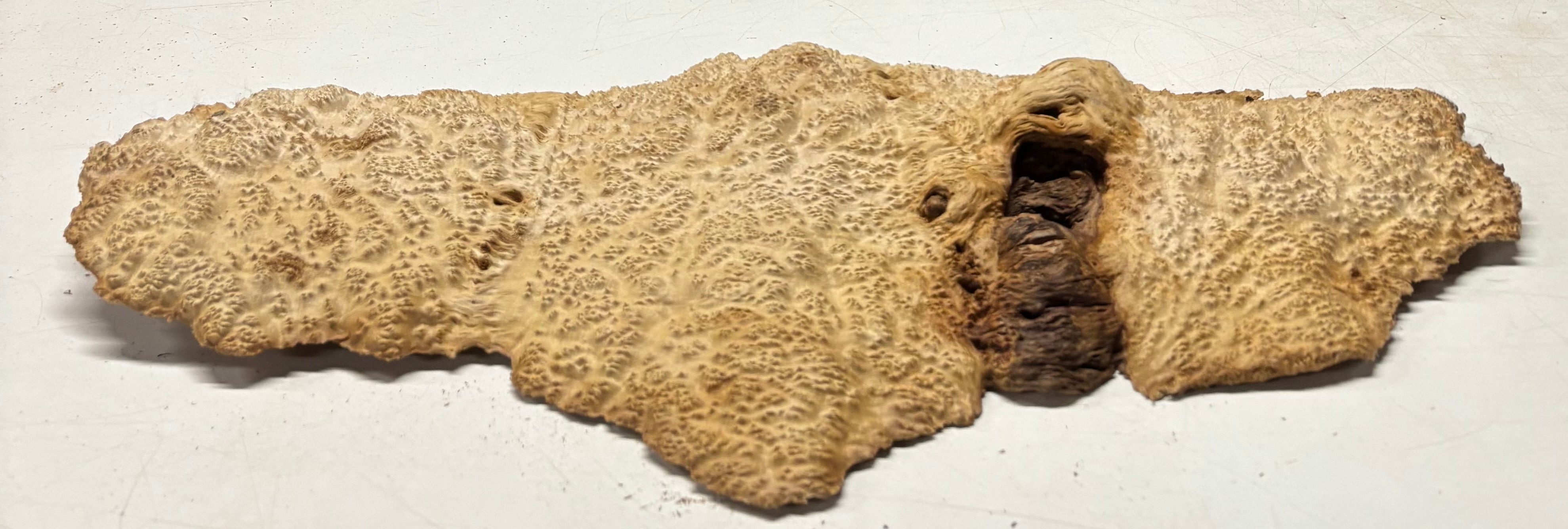 Brown Mallee Burl Cap 23-1/2" x 9" x 1-1/2" 8.6 Lbs #7074 - Exotic Wood Zone