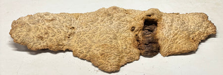 Brown Mallee Burl Cap 23-1/2" x 9" x 1-1/2" 8.6 Lbs #7074 - Exotic Wood Zone
