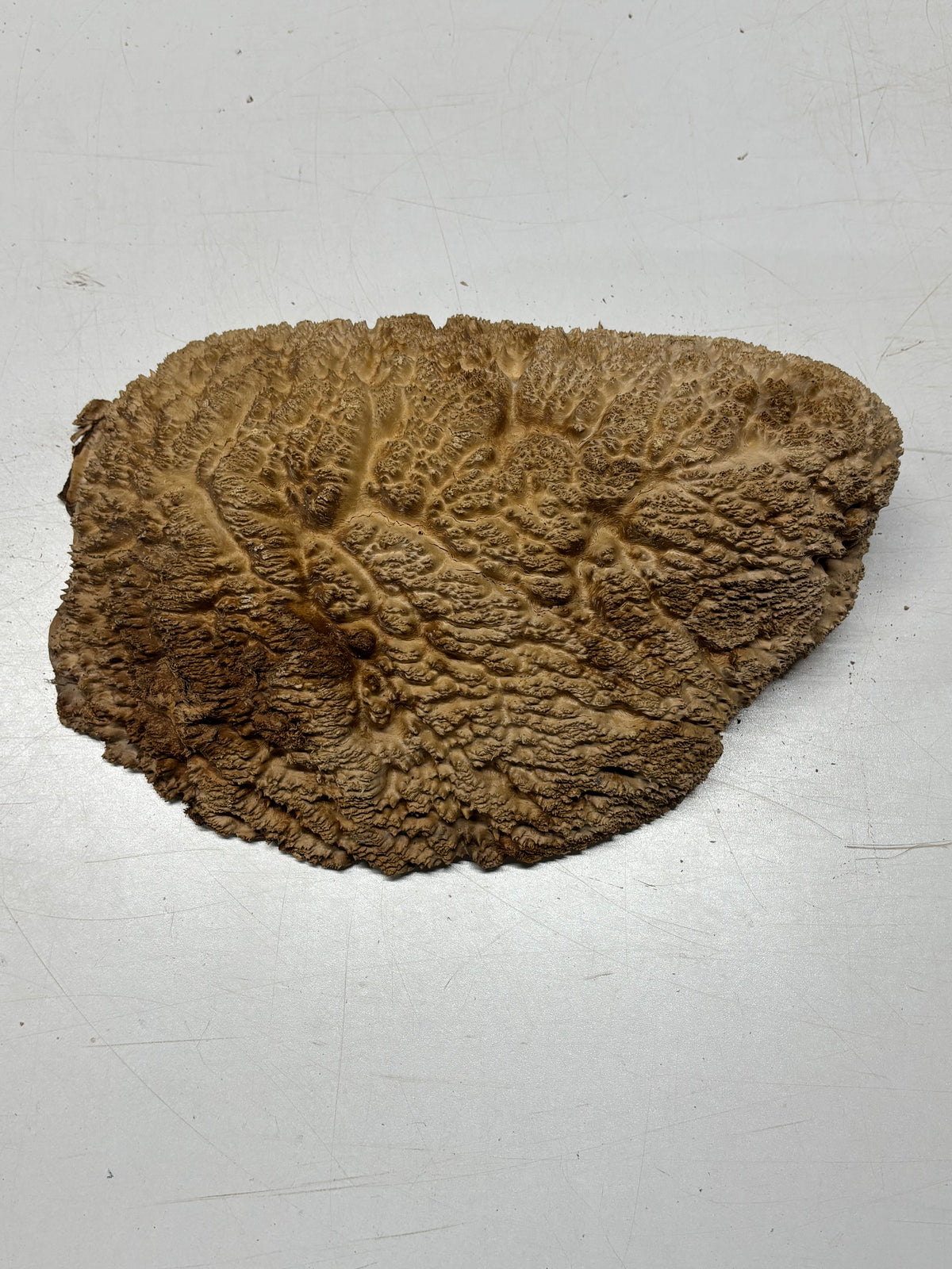 Brown Mallee Burl Cap 12" x 6.5" x 3" 6 Lbs #7075 - Exotic Wood Zone