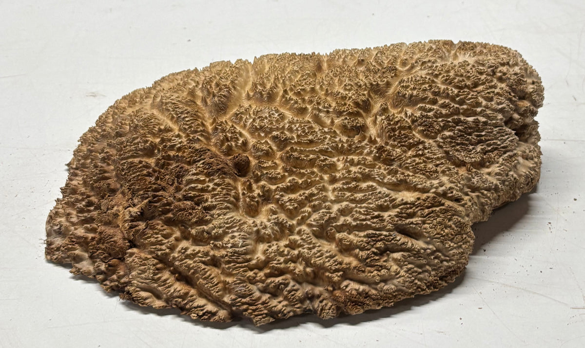 Brown Mallee Burl Cap 12" x 6.5" x 3" 6 Lbs #7075 - Exotic Wood Zone