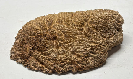 Brown Mallee Burl Cap 12" x 6.5" x 3" 6 Lbs #7075 - Exotic Wood Zone