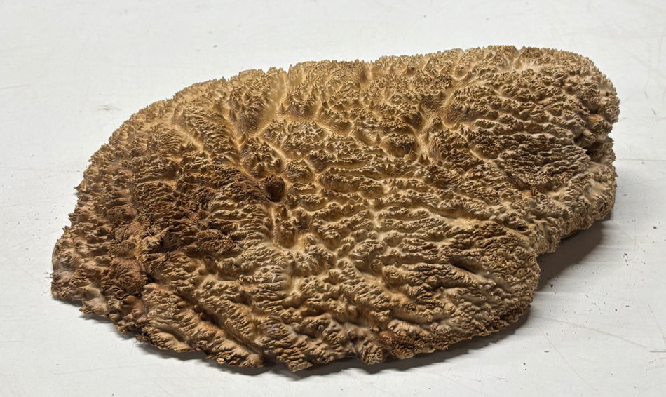 Brown Mallee Burl Cap 12" x 6.5" x 3" 6 Lbs #7075 - Exotic Wood Zone