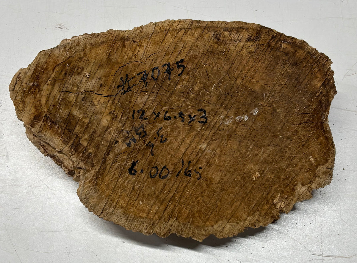 Brown Mallee Burl Cap 12" x 6.5" x 3" 6 Lbs #7075 - Exotic Wood Zone