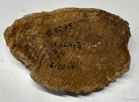 Brown Mallee Burl Cap 12" x 6.5" x 3" 6 Lbs #7075 - Exotic Wood Zone