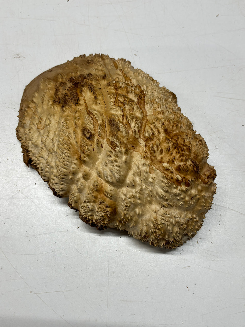 Brown Mallee Burl Cap 11" x 7.5" x 4" 6.1 Lbs #7076 - Exotic Wood Zone