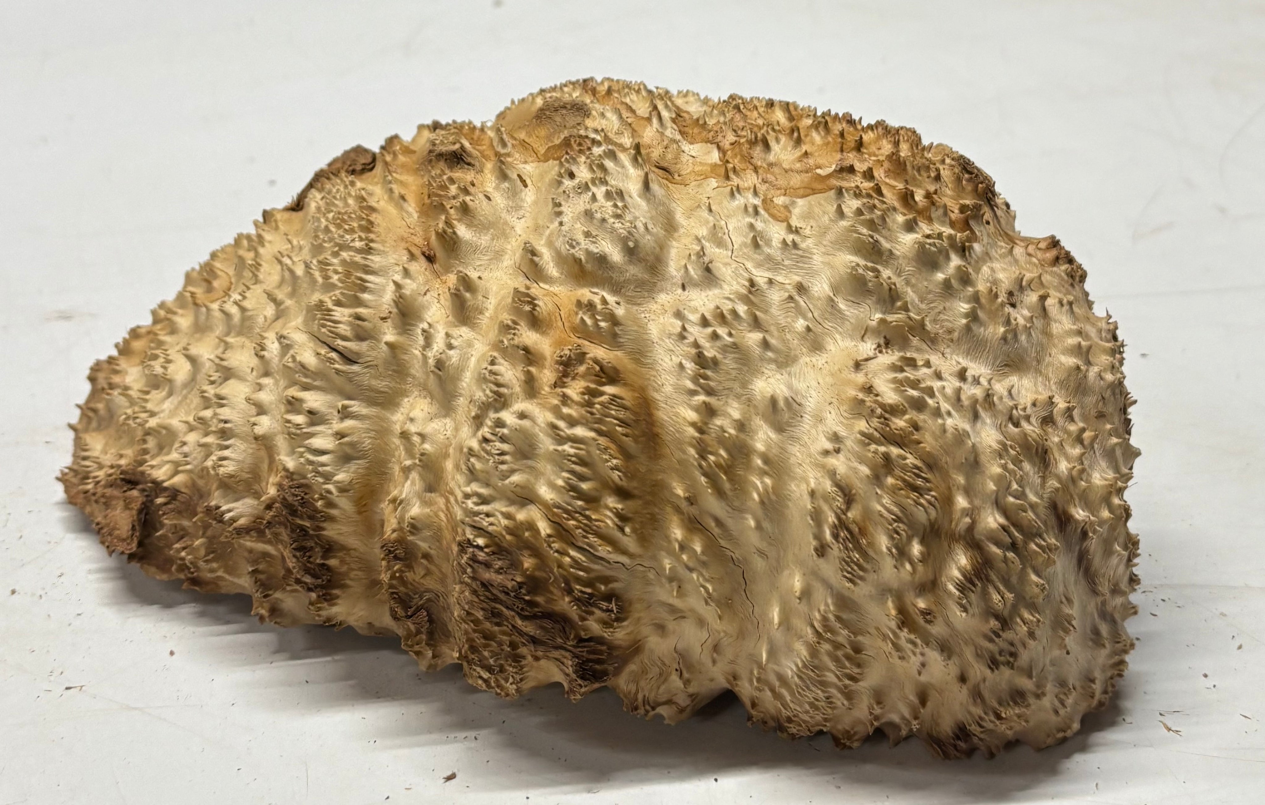 Brown Mallee Burl Cap 11" x 7.5" x 4" 6.1 Lbs #7076 - Exotic Wood Zone