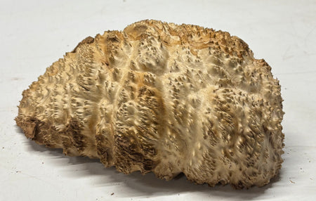 Brown Mallee Burl Cap 11" x 7.5" x 4" 6.1 Lbs #7076 - Exotic Wood Zone