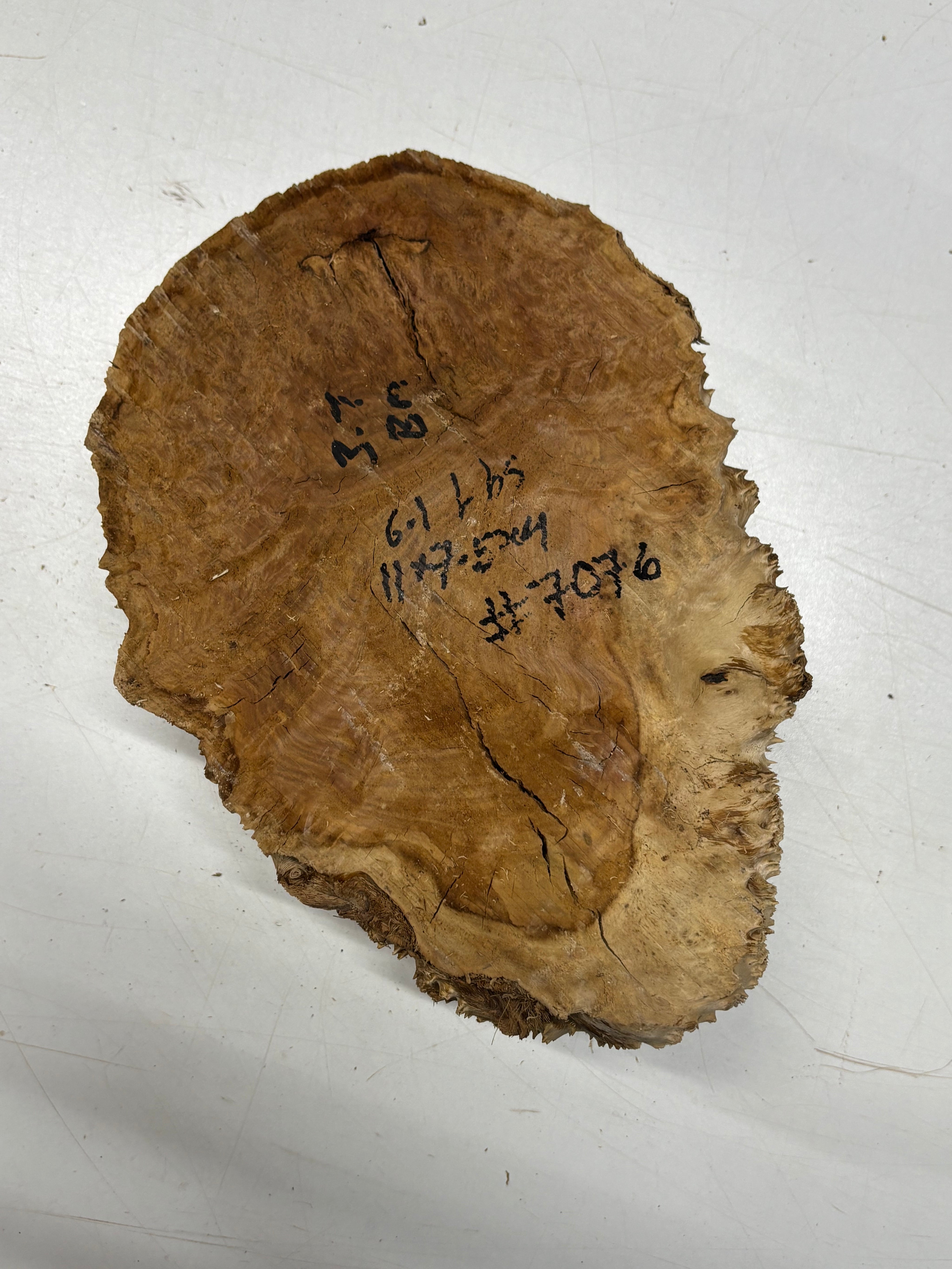 Brown Mallee Burl Cap 11" x 7.5" x 4" 6.1 Lbs #7076 - Exotic Wood Zone
