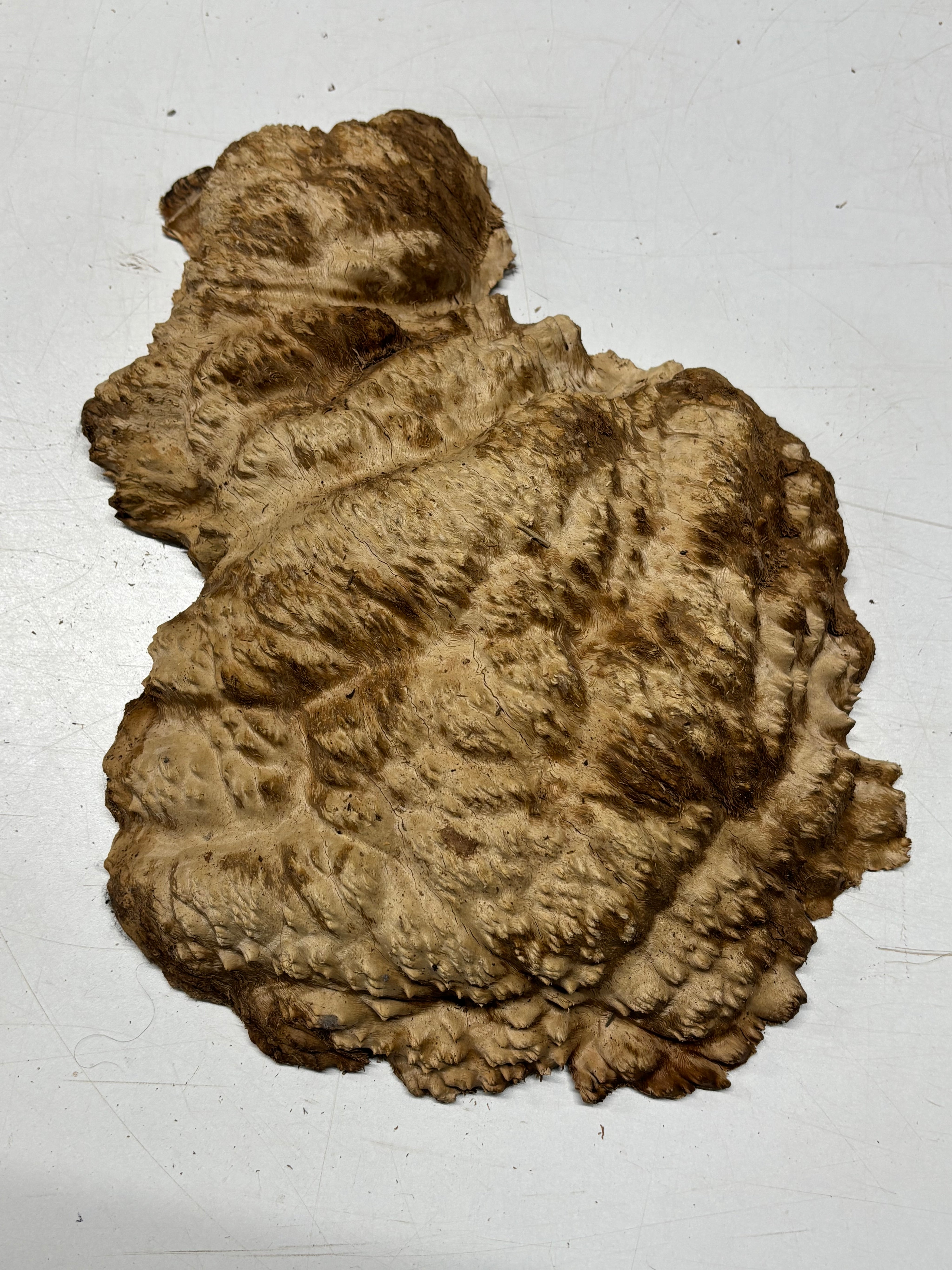 Brown Mallee Burl Cap 15" x 11.5" x 3" 7.5 Lbs #7077 - Exotic Wood Zone