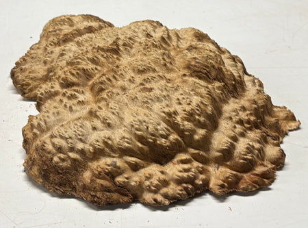 Brown Mallee Burl Cap 15" x 11.5" x 3" 7.5 Lbs #7077 - Exotic Wood Zone