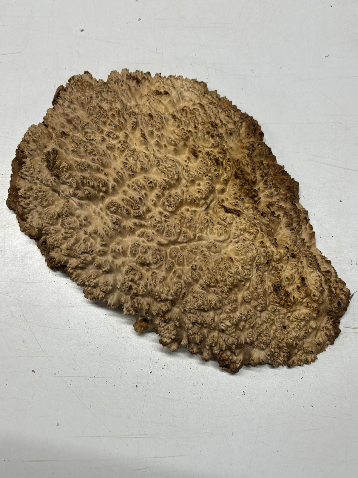 Brown Mallee Burl Cap 14" x 9" x 2" 6.9 Lbs #7078 - Exotic Wood Zone