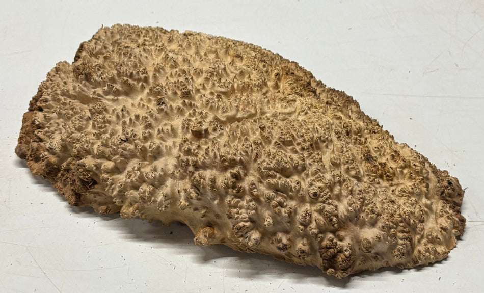 Brown Mallee Burl Cap 14" x 9" x 2" 6.9 Lbs #7078 - Exotic Wood Zone
