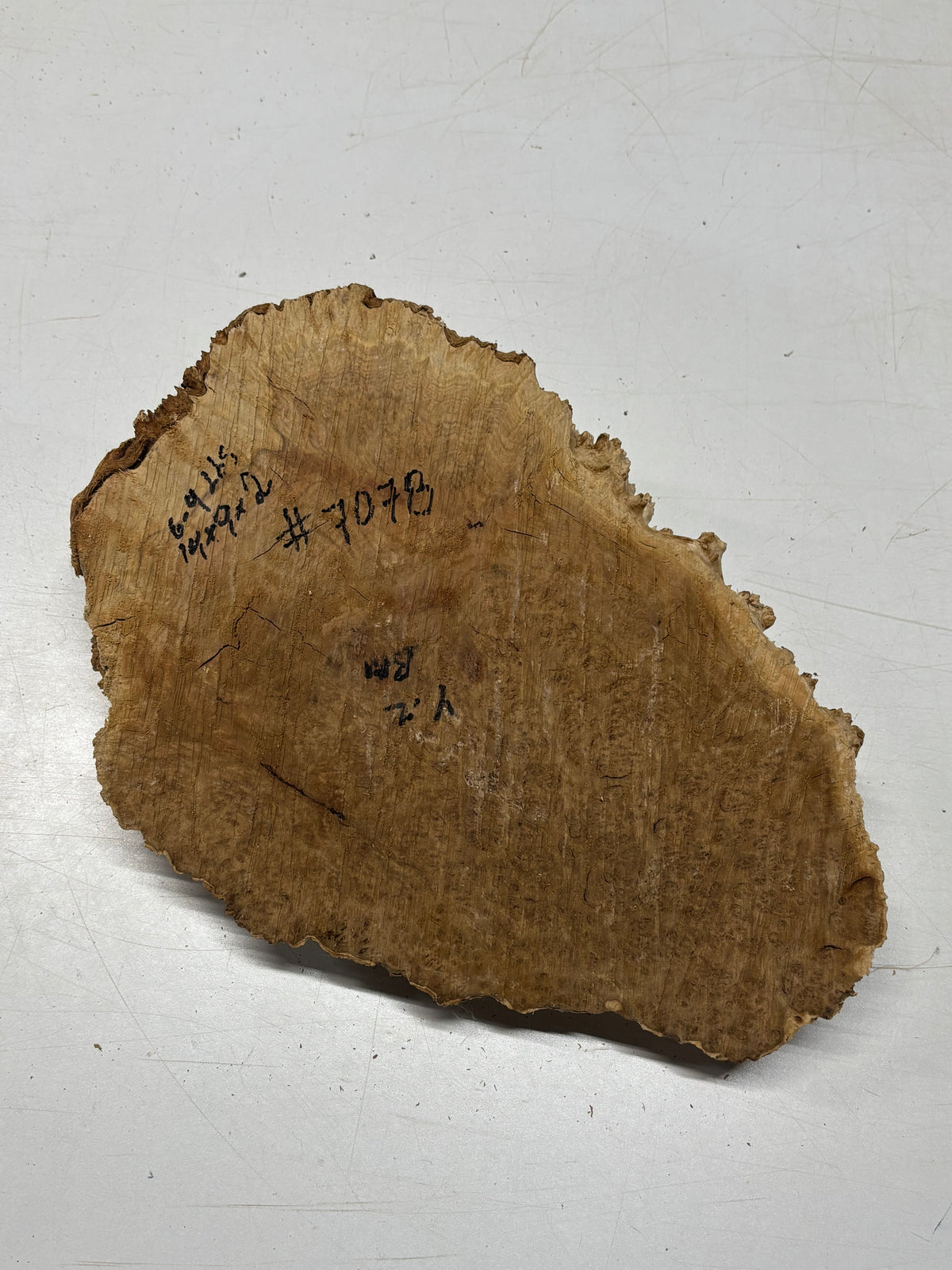 Brown Mallee Burl Cap 14" x 9" x 2" 6.9 Lbs #7078 - Exotic Wood Zone