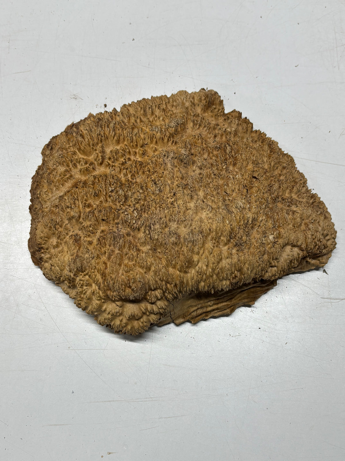 Brown Mallee Burl Cap 12" x 11" x 3" 8.2 Lbs #7079 - Exotic Wood Zone