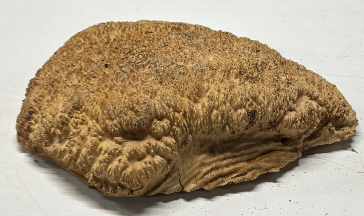 Brown Mallee Burl Cap 12" x 11" x 3" 8.2 Lbs #7079 - Exotic Wood Zone