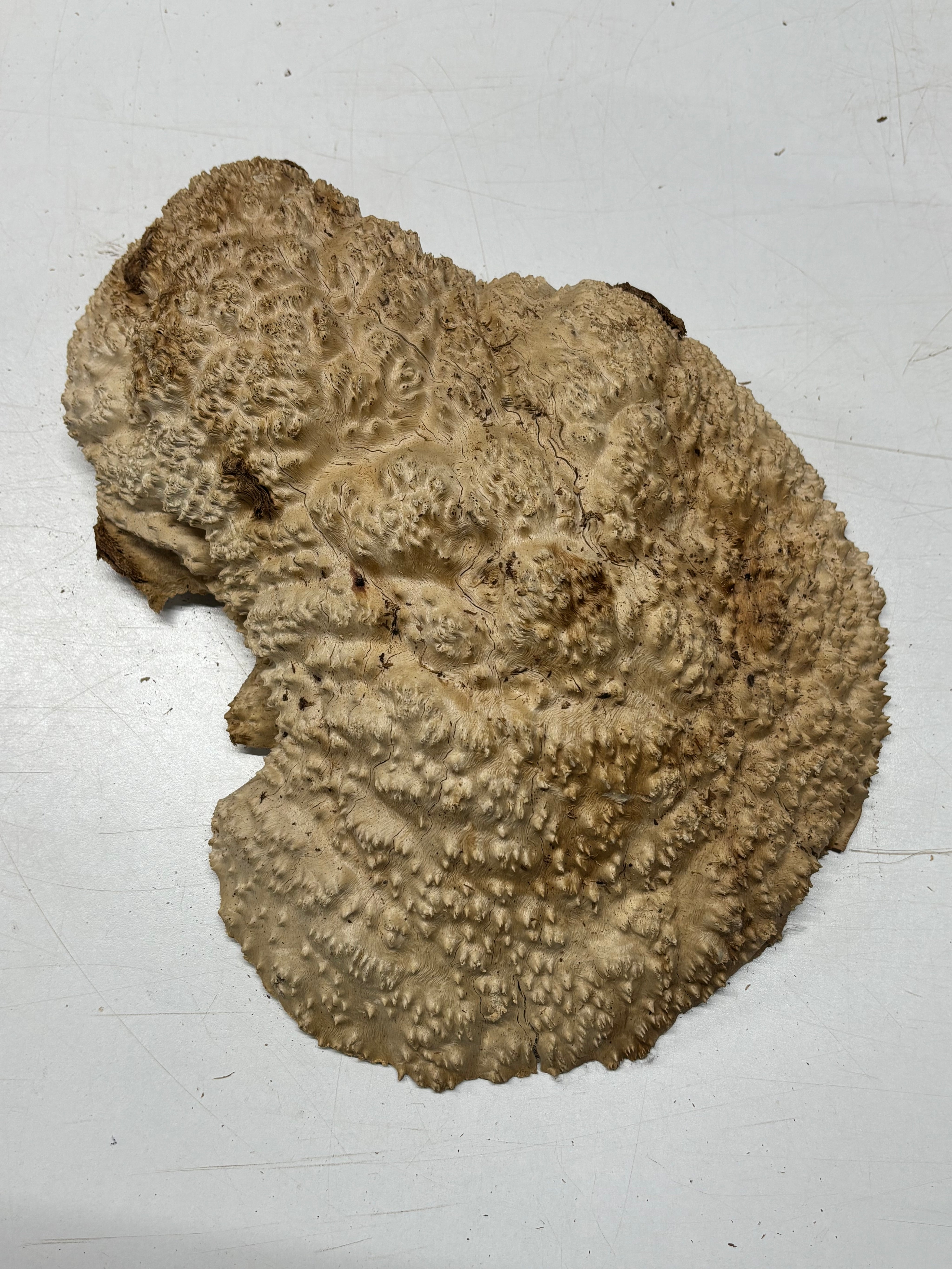Brown Mallee Burl Cap 13" x 11" x 3" 9.4 Lbs #7080 - Exotic Wood Zone