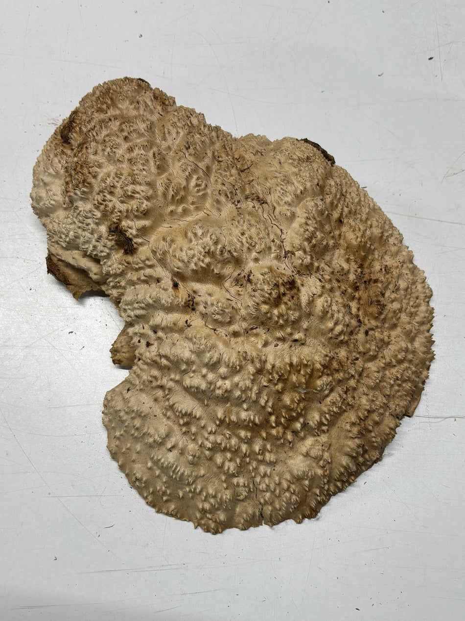 Brown Mallee Burl Cap 13" x 11" x 3" 9.4 Lbs #7080 - Exotic Wood Zone
