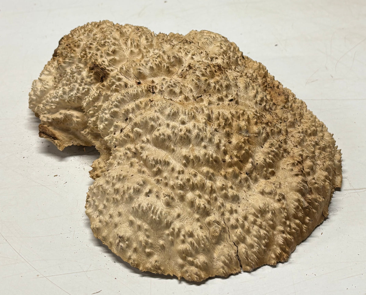 Brown Mallee Burl Cap 13" x 11" x 3" 9.4 Lbs #7080 - Exotic Wood Zone