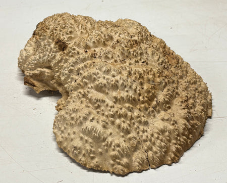 Brown Mallee Burl Cap 13" x 11" x 3" 9.4 Lbs #7080 - Exotic Wood Zone