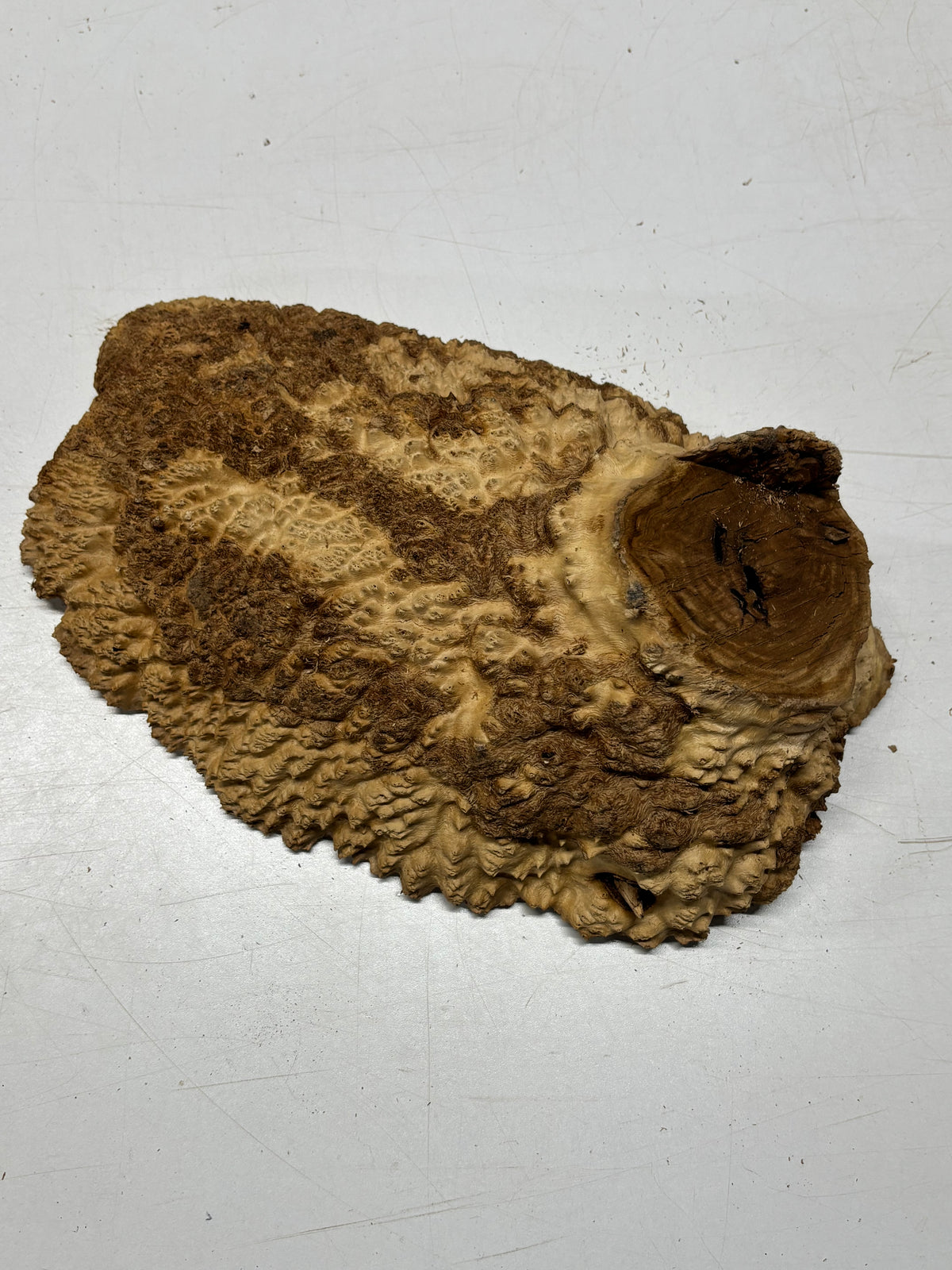 Brown Mallee Burl Cap 12" x 8" x 3" 7.1 Lbs #7081 - Exotic Wood Zone