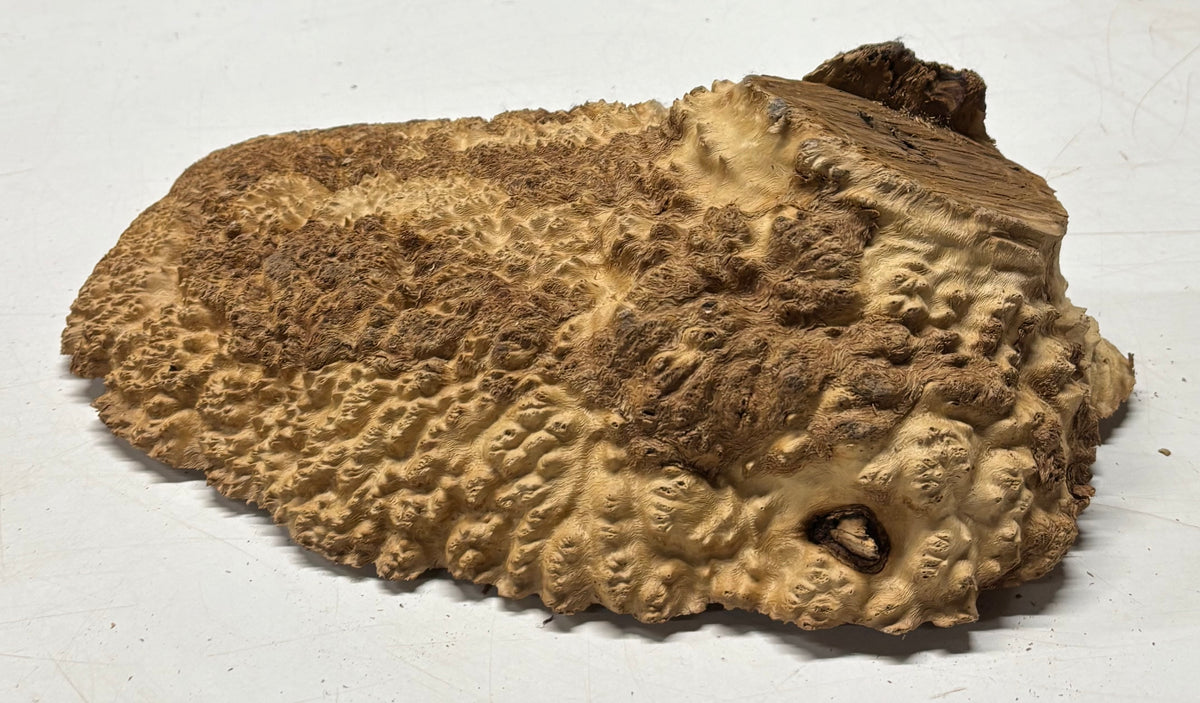 Brown Mallee Burl Cap 12" x 8" x 3" 7.1 Lbs #7081 - Exotic Wood Zone
