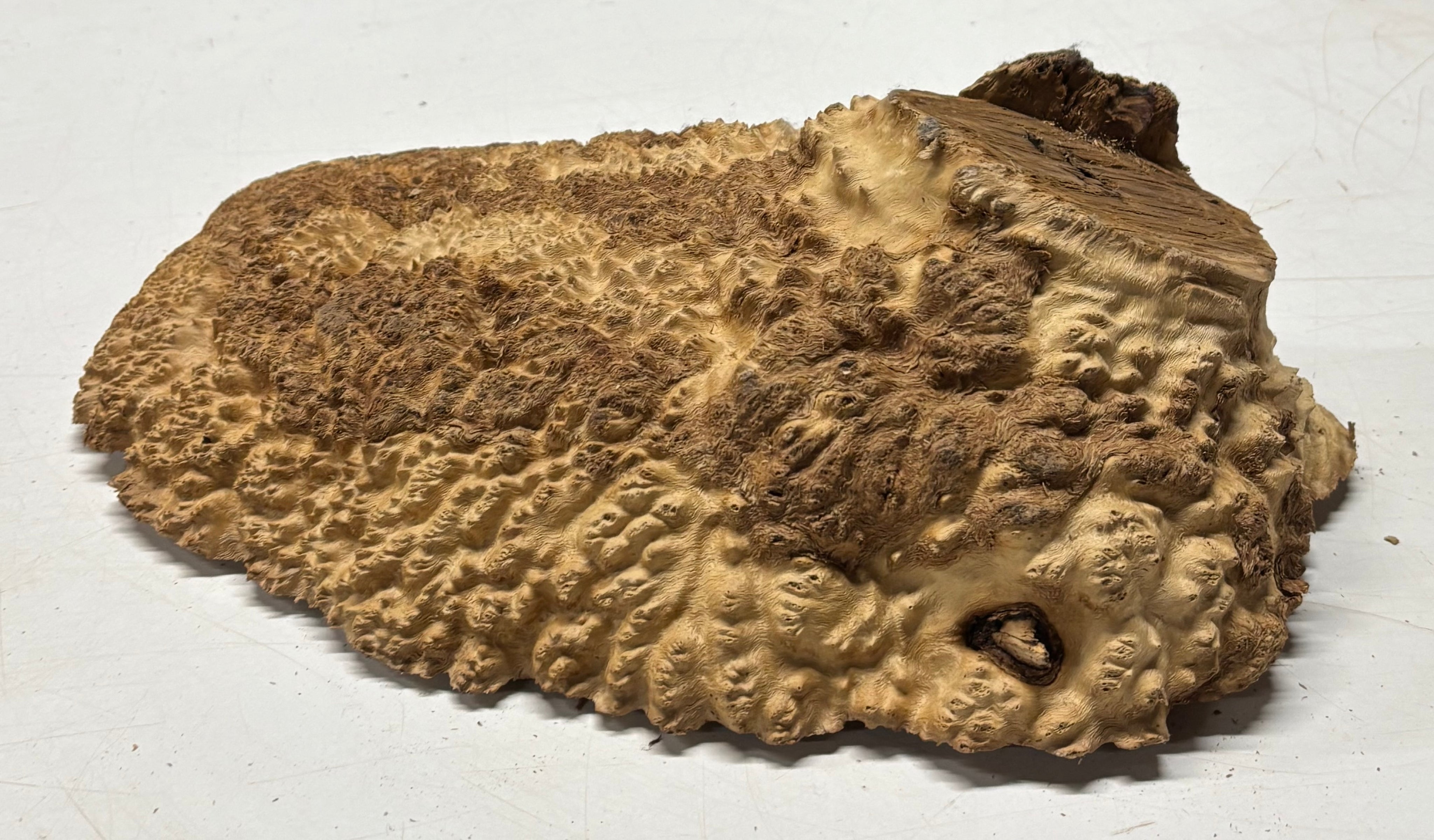 Brown Mallee Burl Cap 12" x 8" x 3" 7.1 Lbs #7081 - Exotic Wood Zone