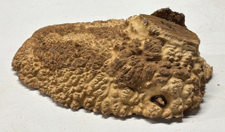 Brown Mallee Burl Cap 12" x 8" x 3" 7.1 Lbs #7081 - Exotic Wood Zone